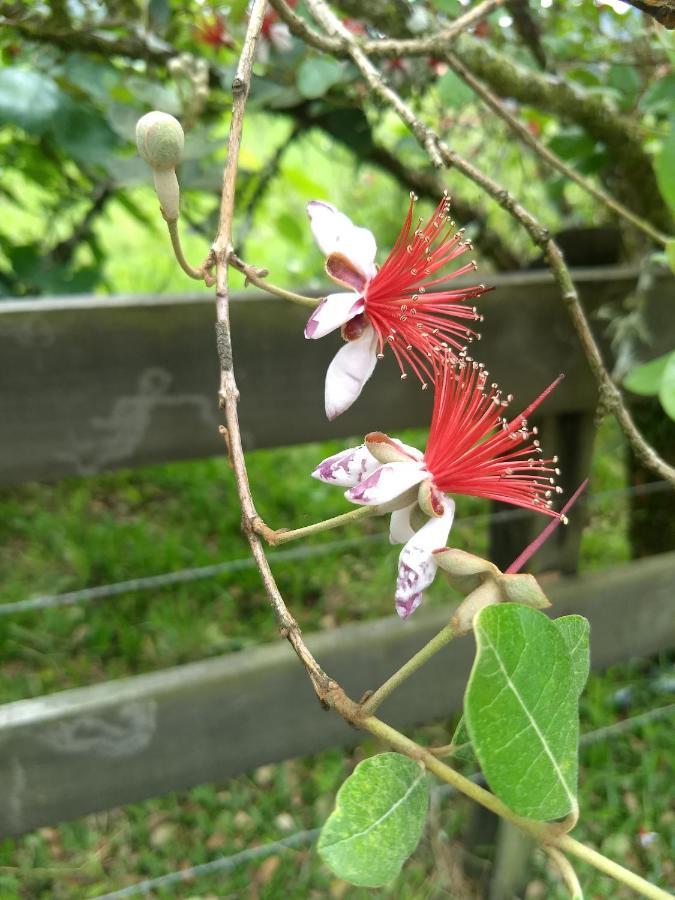 Chales Manaca Da Serra Urubici Exterior foto